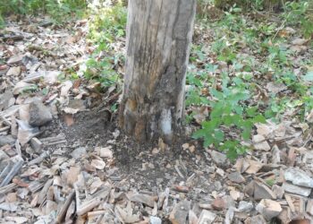 Дават на прокуратурата хулигани, похабили дървета край Бедечка