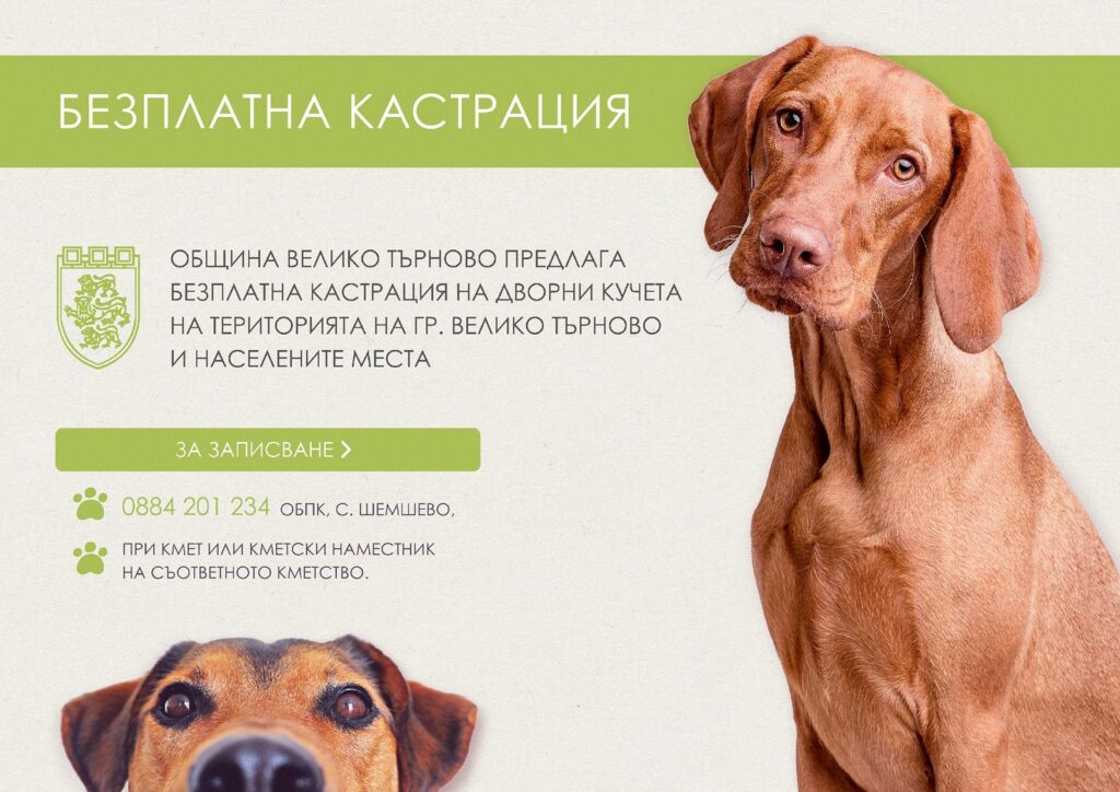 Кастрират безплатно дворните кучета във Велико Търново 1 Dogs
