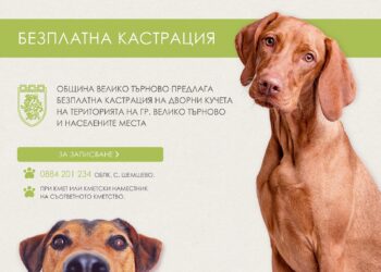 Кастрират безплатно дворните кучета във Велико Търново