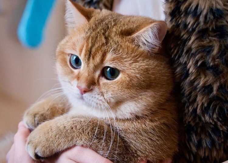 Hosico Cat 58b9214b4b4a5 880