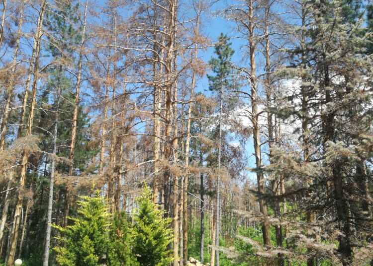 От Югозапада предлагат реформи в горското дело 1 IMG 20170504 122632 1