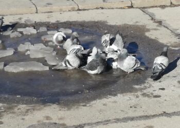 Къпещи се гълъби в Кюстендил вещаят студове
