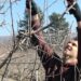 Слани и и дъждове съсипаха 60% от овощията в Кюстендилско
