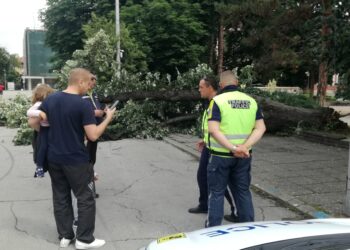 Огромна липа се стовари върху 2-годишно дете