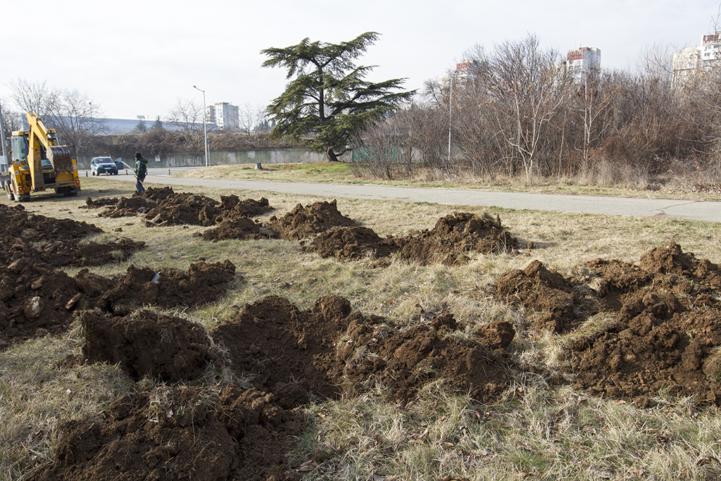 В Стара Загора засаждат живите коледни дръвчета