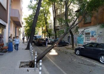 Дърво падна в центъра на София
