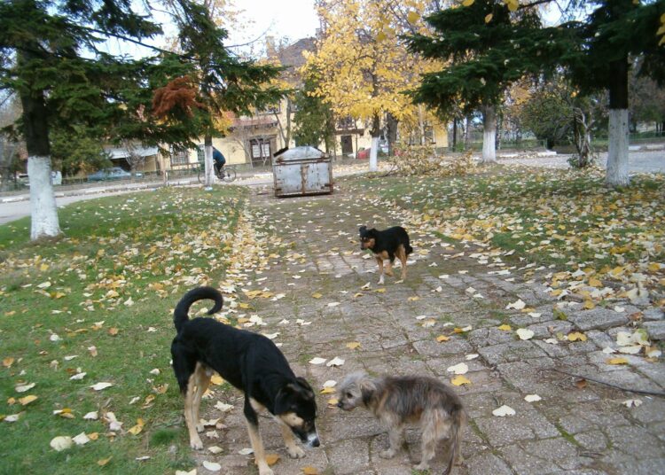 Ku4eta bez dom 4
