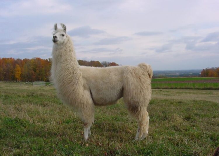 Lama Copy 1