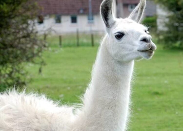 Lama glama