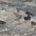 Еколози броят водолюбивите птици по Дунав и язовирите 8 Еколози броят водолюбивите птици по Дунав и язовирите