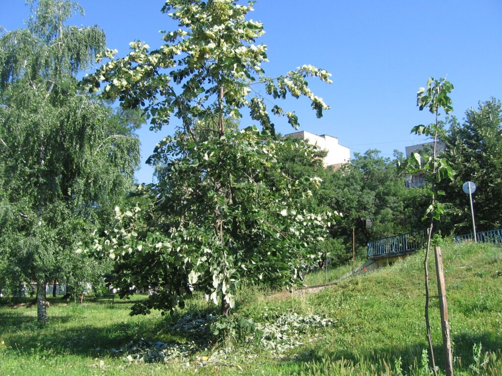 Lipi Montana