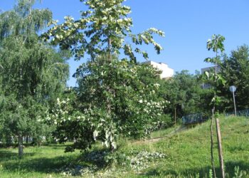 Кметове масово забраняват брането на липов цвят