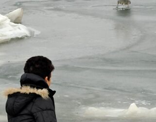 Цяло село спасява пеликан
