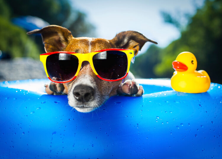 Protegendo seu animal do calor1 1