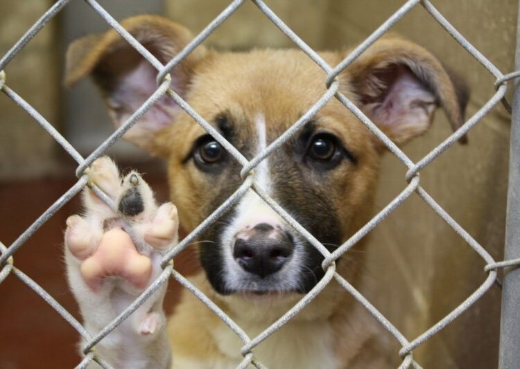 Shelter Dog 800x533 1