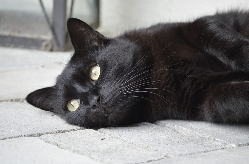 котка