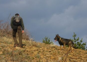 Овчарката Барс търси причината за отровените лешояди