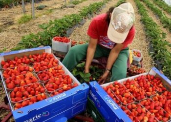 Дават 40 евро на ден за млади БГ берачки на ягоди