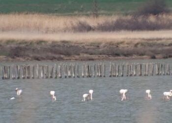 Семейства розово фламинго избраха Бургас за втори дом
