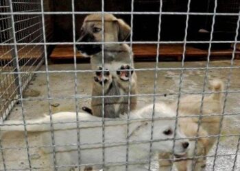 Приют за кучета отворен 6 дни в седмицата за посетители