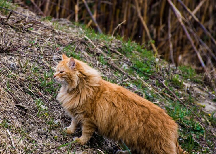 Диви котки върлуват край партизанското село Полетинци 1 котка2