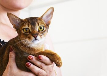 Уникални котки от Швеция и Корея на изложение в София