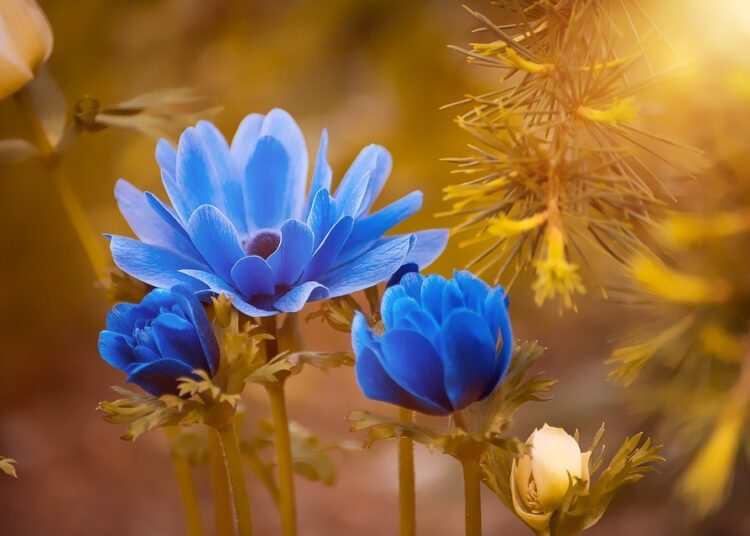 anemone 2396299 960 720 2