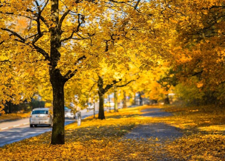 autumn 1804585 960 720 2