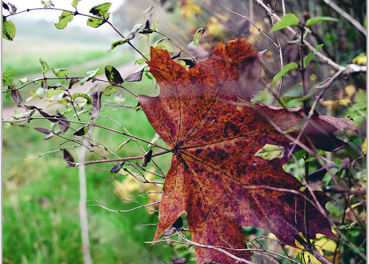 autumncold2 5