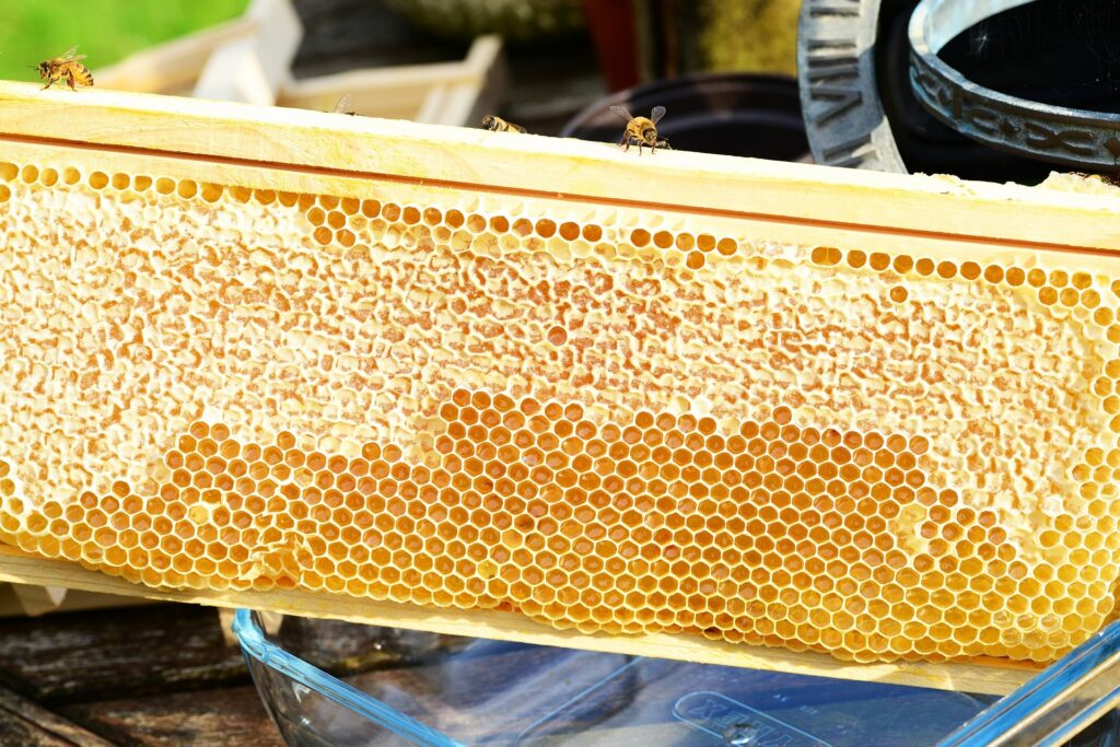 bees on frame 351566 1920