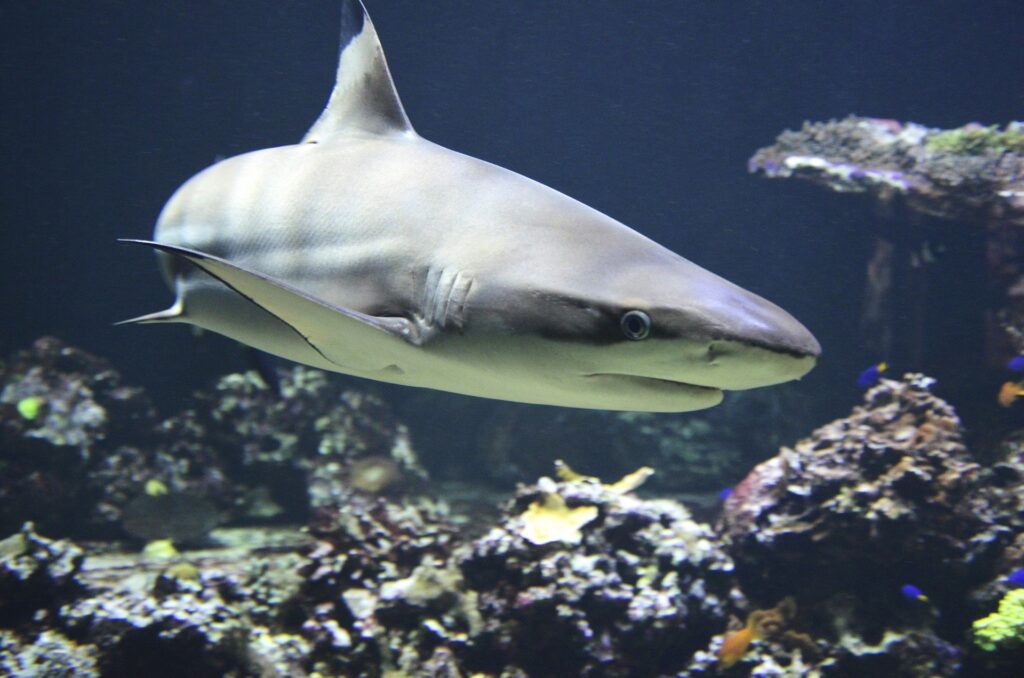 blacktip 1294753 1920