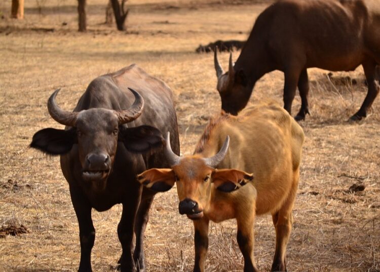 ТИР се заби в стадо биволи 1 buffalo 418368 960 720