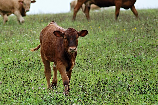100 лв. глоба за добитък в парка 1 calf 433000 640 1