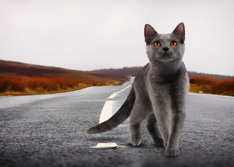 cat 2988354 960 720