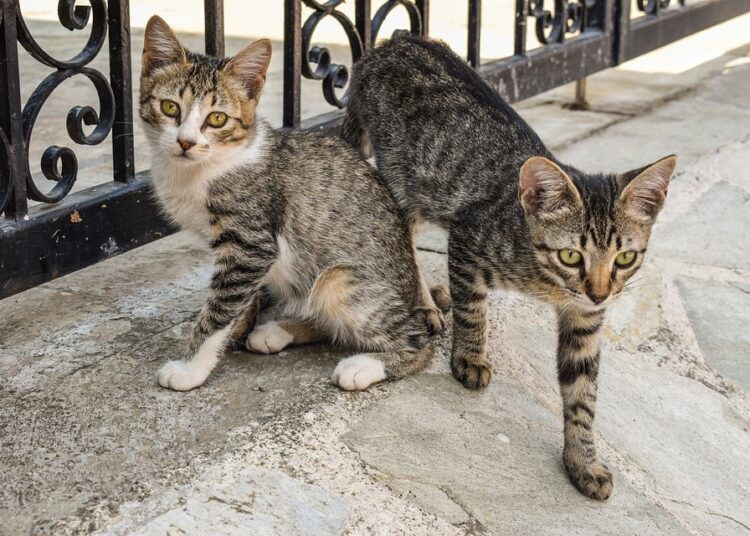 cats 2734870 960 720