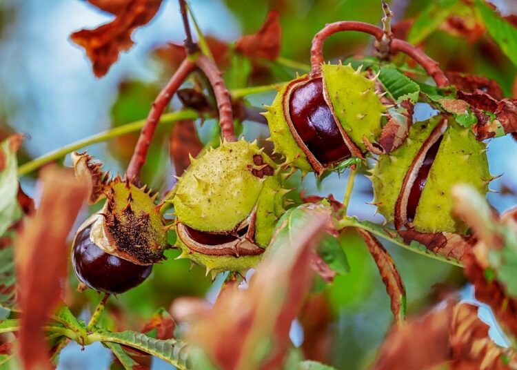 Хлапета спасяват кестените в Павликени 1 chestnut 3673443 960 720 2