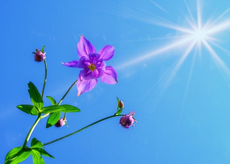 columbine 3379045 960 720 4