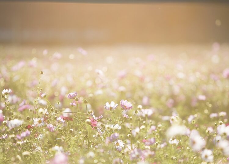 cosmos flowers 1138041 960 720