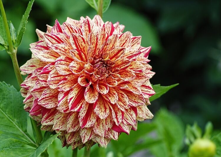 dahlia 1890068 960 720