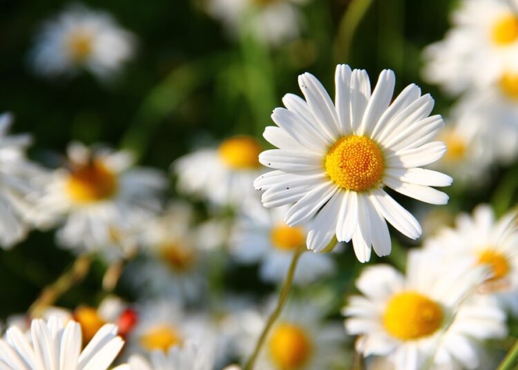 daisies 276112 960 720 1