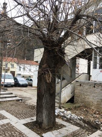 Премахват болни и опасни дървета в Ловеч