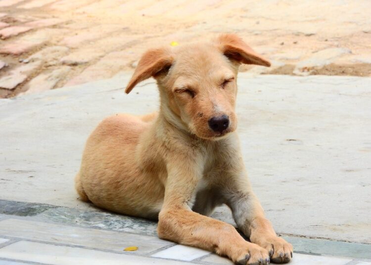 Слагат микрочипове на бездомните кучета в Стара Загора 1 dog 1689148 960 720