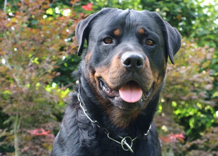 dog 2987024 960 720 1