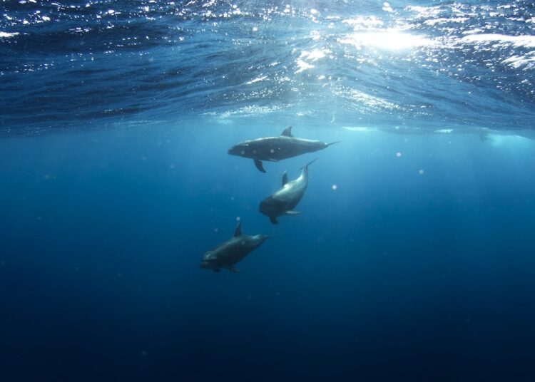 dolphins 918752 960 720