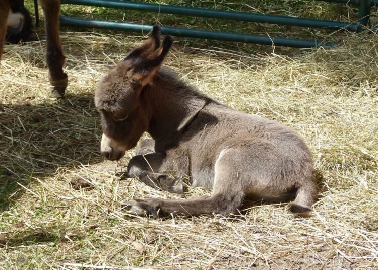 donkey 2376026 960 720
