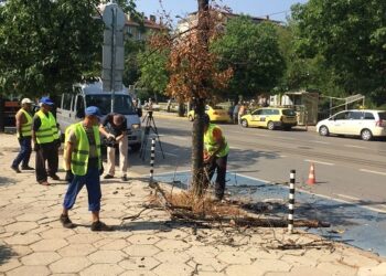 Махат сухи и опасни дървета в София