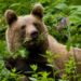 Брачни игри и борби ще видят гостите на Парка за танцуващи мечки край Белица