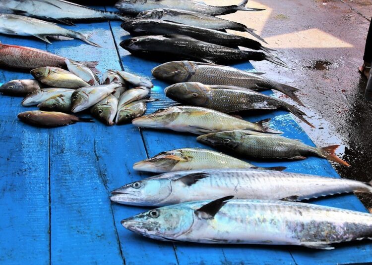 Откриха умряла риба във Варненското езеро 1 fish 3248690 960 720 2
