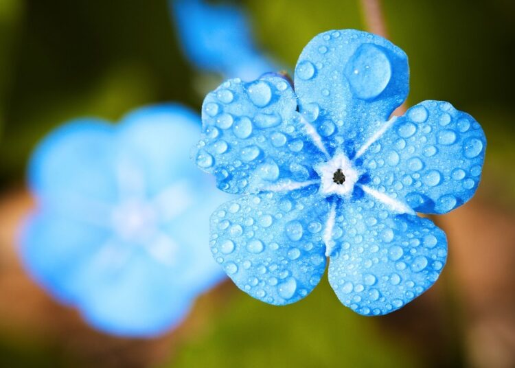 flower 2197679 960 720 1