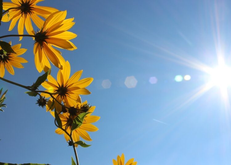 Слънцето се усмихва с до 22° 1 flowers 977061 960 720 5